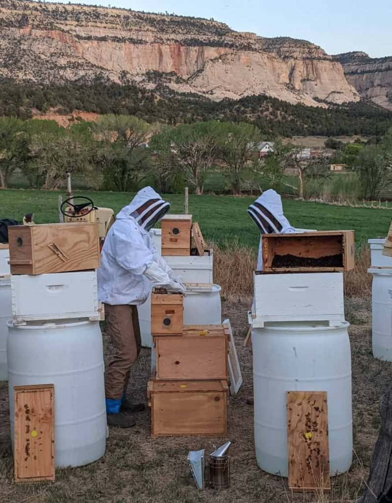 opening up boxes of bees