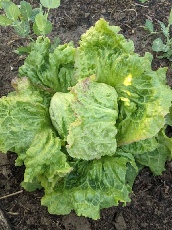 picture of a head of lettuce growing