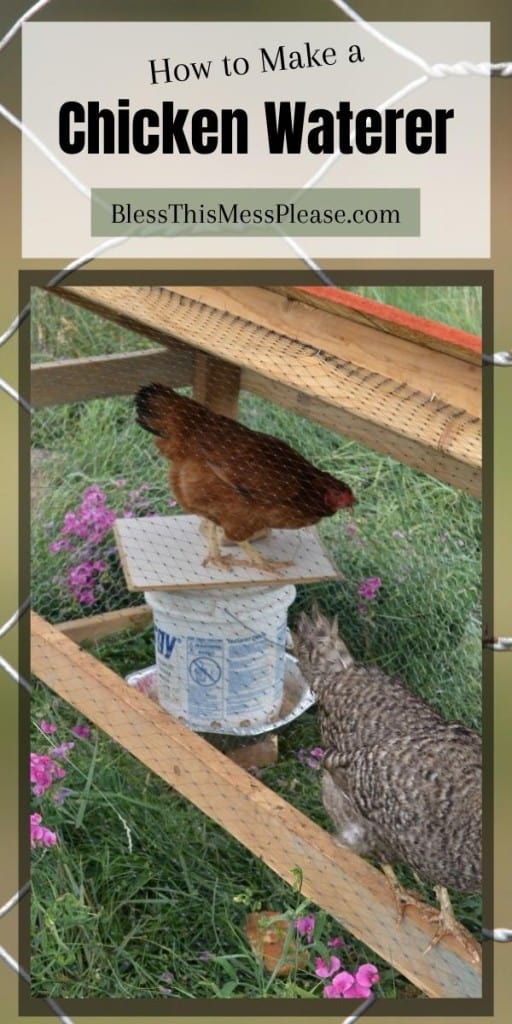 pinterest pin and the text reads "how to make a chicken waterer" - Image of a live hen in her coop on top of a white five gallon bucket