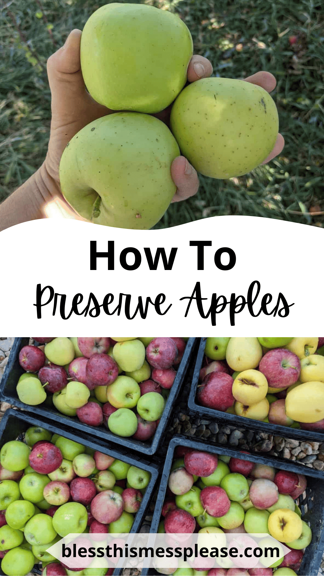 A hand holds three green apples above the text How To Preserve Apples. Beneath, trays brim with assorted green, red, and yellow apples. Discover more tips at blessthismessplease.com.