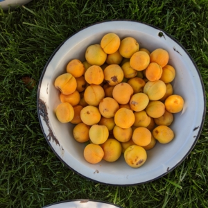 Bowls filled with ripe apricots are placed on green grass. The apricots have a vibrant orange hue, and the bowls are white with blue rims. The sunlight casts soft shadows on the fruit and grass featuring how to preserve apricots guide.