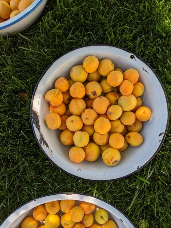 Bowls filled with ripe apricots are placed on green grass. The apricots have a vibrant orange hue, and the bowls are white with blue rims. The sunlight casts soft shadows on the fruit and grass featuring how to preserve apricots guide.