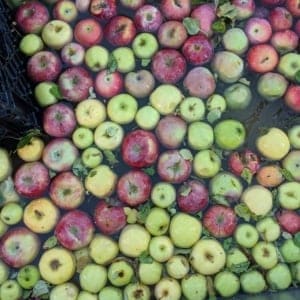 A large assortment of red, yellow, and green apples with leaves floating in water, partially surrounded by a black crate edge.