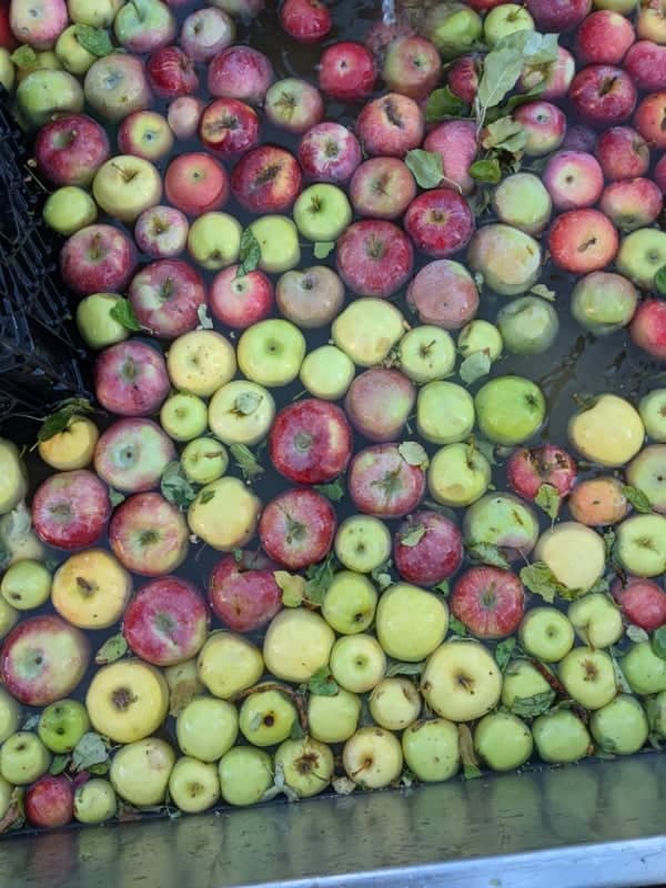 A large assortment of red, yellow, and green apples with leaves floating in water, partially surrounded by a black crate edge.