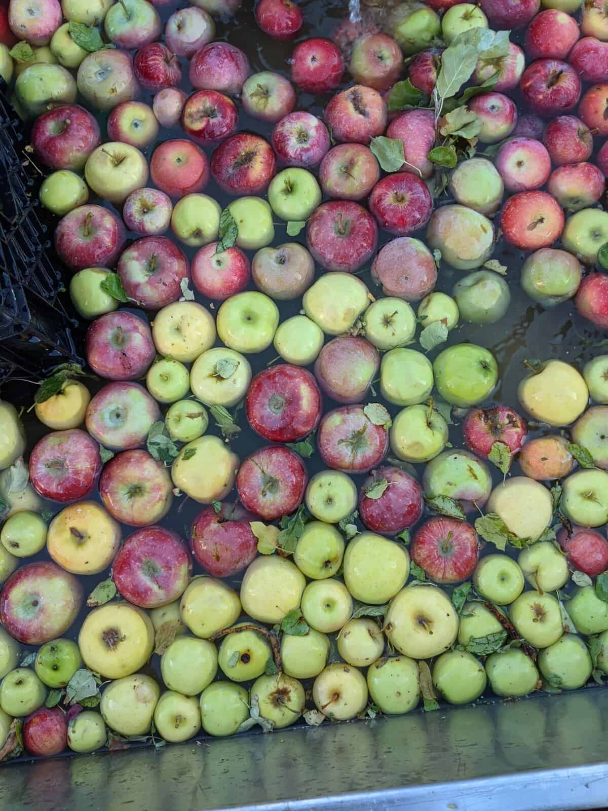 A large assortment of red, yellow, and green apples with leaves floating in water, partially surrounded by a black crate edge.