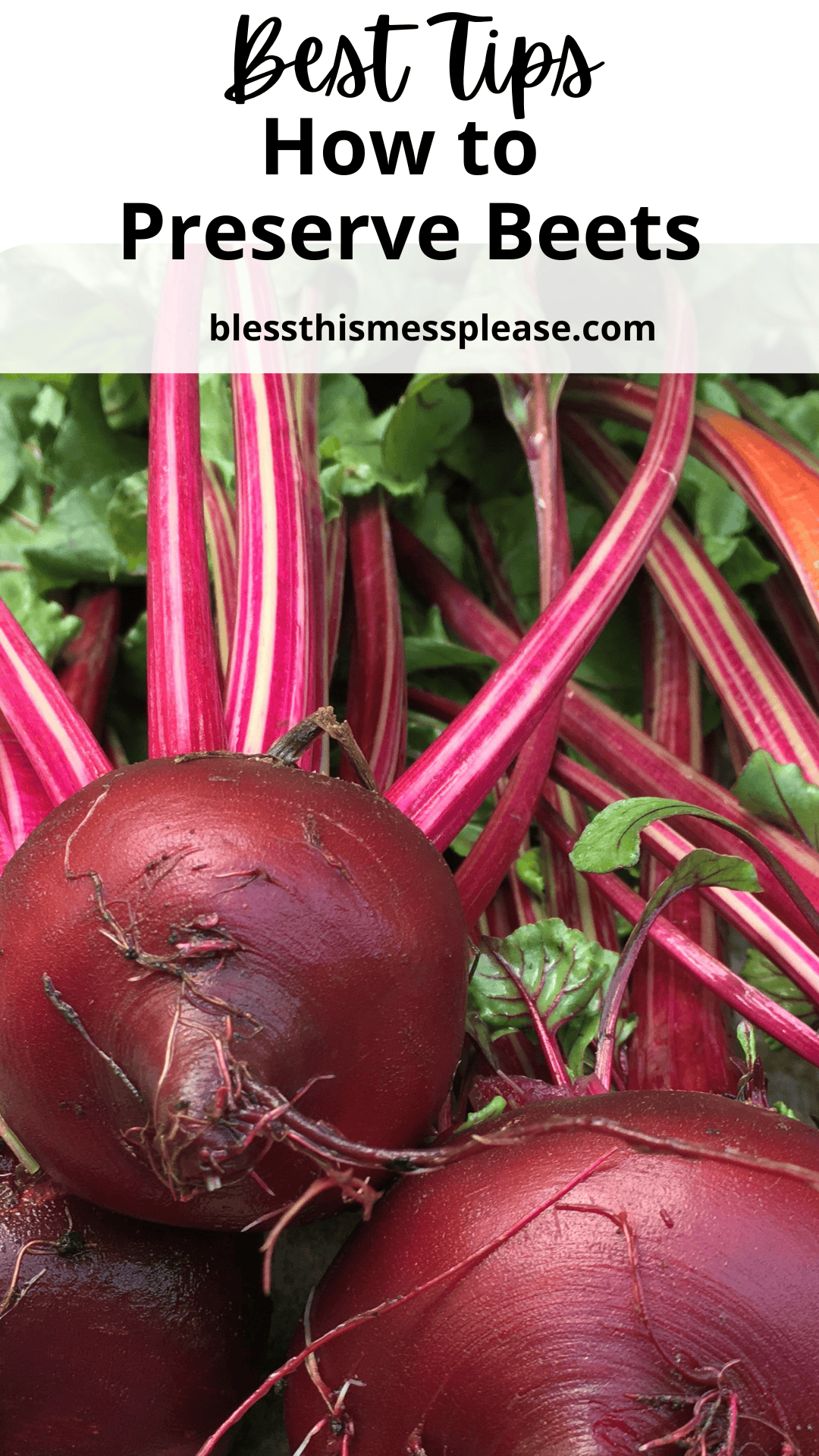 Close-up of fresh beets with vibrant red roots and leafy green tops. Text at the top reads, Best Tips: How to Preserve Beets, with a website link, blesthismessplease.com, above the beets.