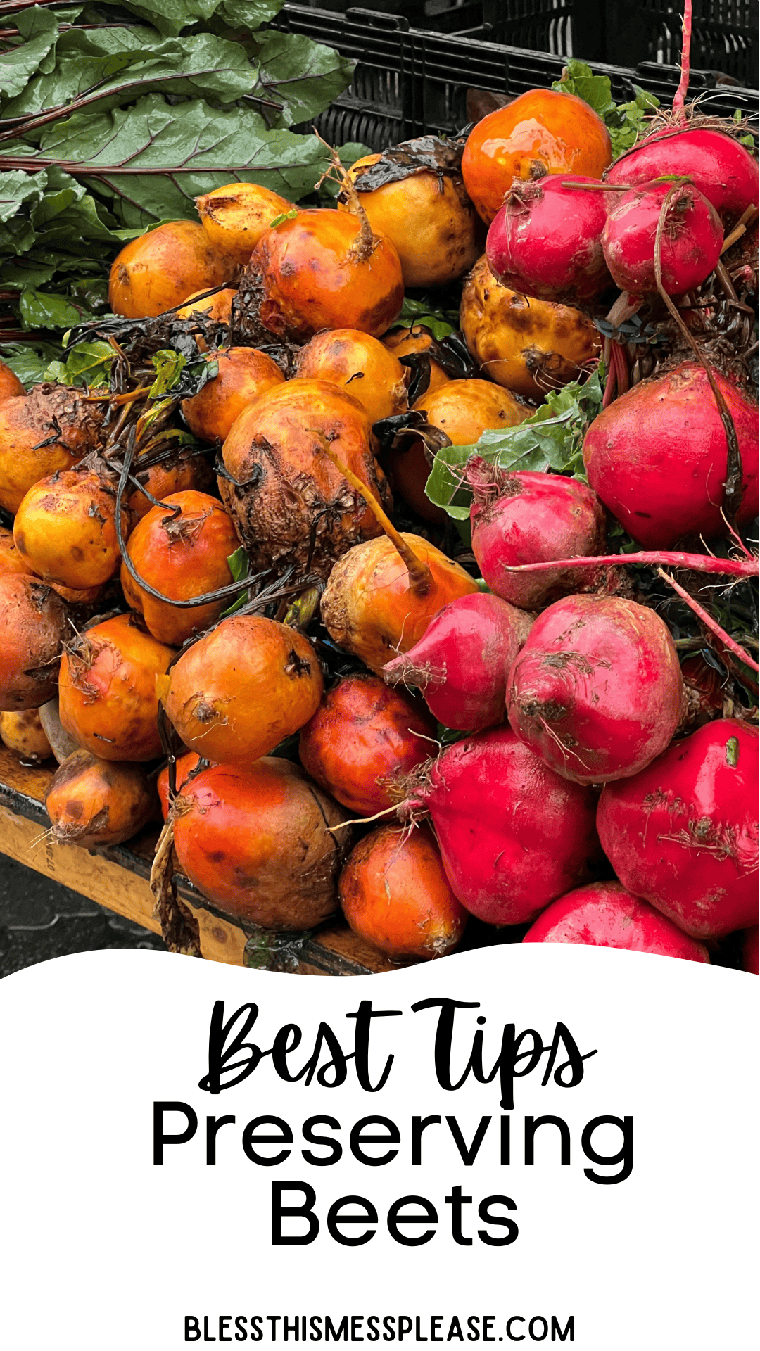 A bunch of freshly harvested golden and red beets with leafy greens attached, displayed on a wooden surface. Text on the image reads: Best Tips How to Preserve Beets BLESSTHISMESSPLEASE.COM.