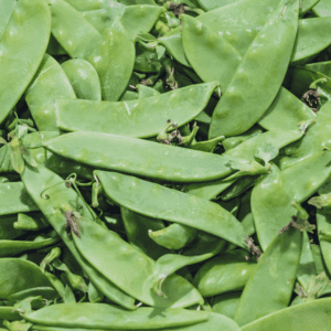 A close-up of fresh snow peas for how to harvest green snap beans piled in a woven basket, with bright green pods and a few stems visible.