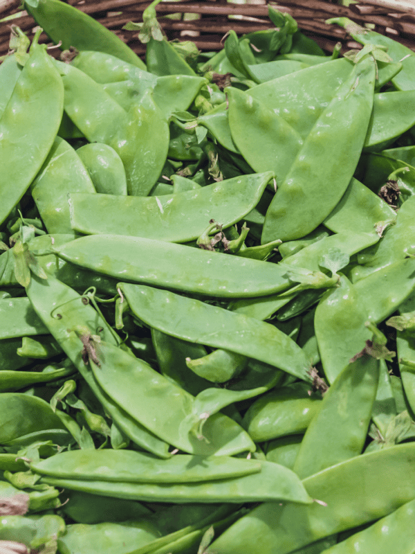 A close-up of fresh snow peas for how to harvest green snap beans piled in a woven basket, with bright green pods and a few stems visible.