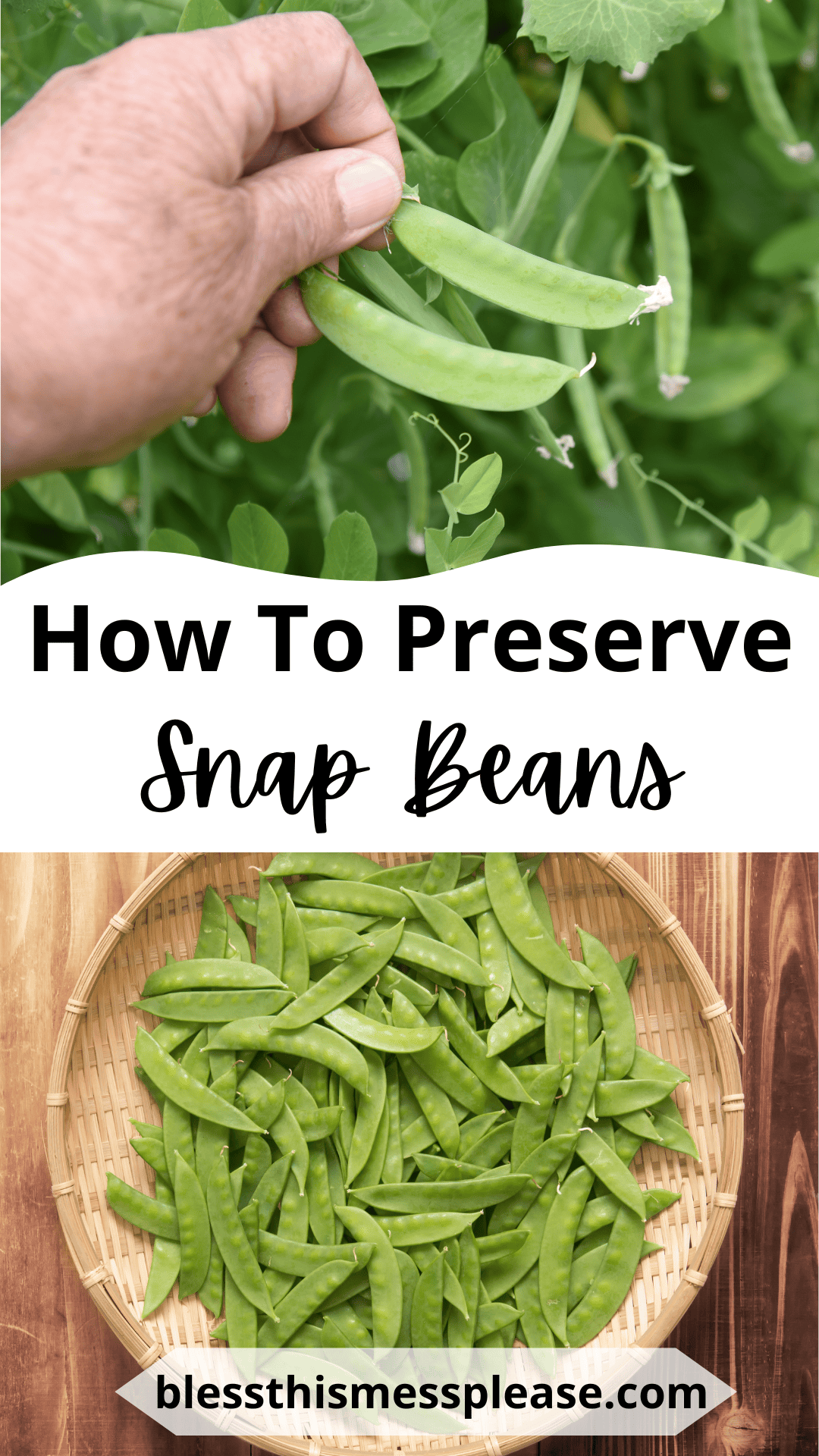 A hand harvesting green snap beans from a plant, with a basket of fresh snap beans below. Text reads: How To Preserve Snap Beans. blessthismessplease.com.