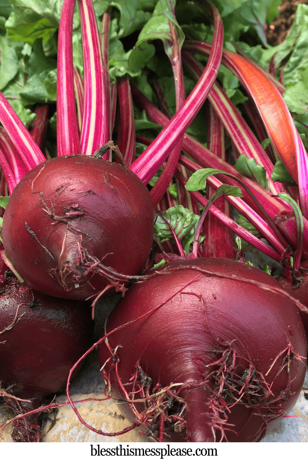 Freshly harvested beets with vibrant red-purple bulbs and long striped stems, surrounded by green leaves. The roots are still attached, making them perfect for learning how to preserve beets straight from the garden.