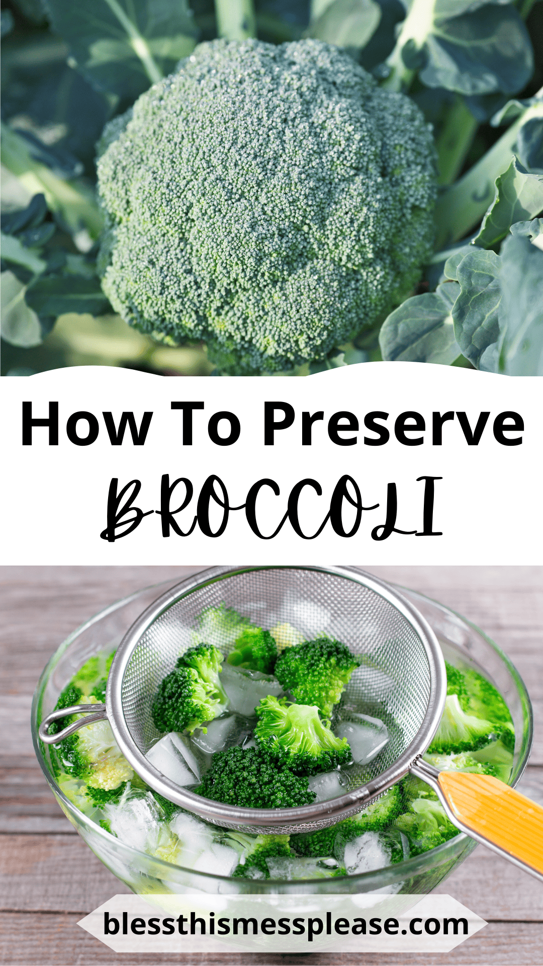 Top: Close-up of a fresh broccoli head growing in a garden. Bottom: Broccoli florets being blanched, placed in a strainer over a bowl of ice water. Text reads “How To Preserve Broccoli” and a website link.