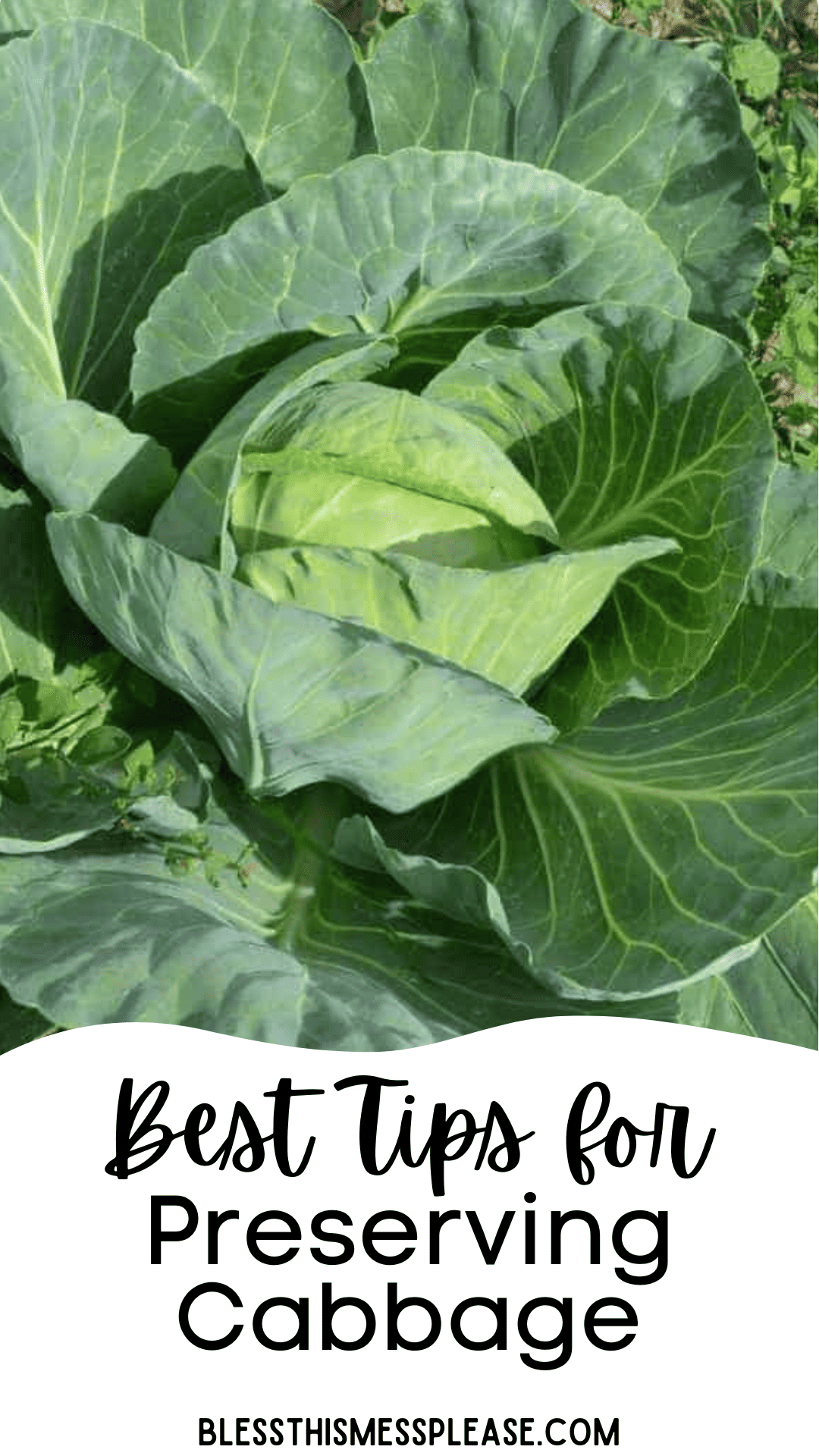 A large green cabbage grows in a garden. Text at the bottom reads, Best Tips for How to Preserve Cabbage and blessthismessplease.com.