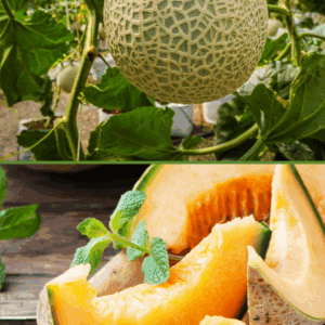A whole cantaloupe melon grows on the vine above, while fresh slices of ripe cantaloupe garnished with mint rest on a wooden board below. Find tips on how to preserve cantaloupe at blessthismessplease.com.