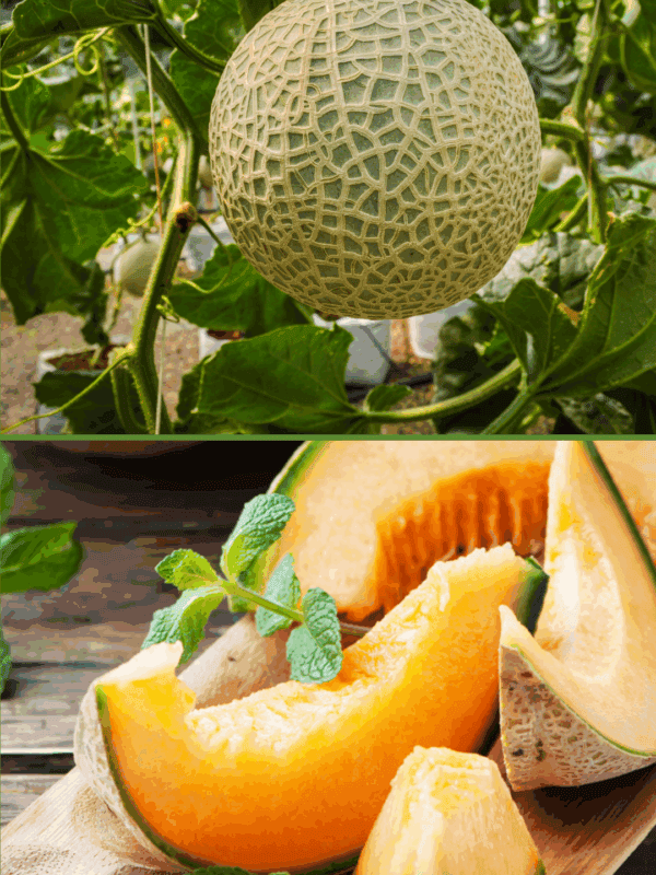 A whole cantaloupe melon grows on the vine above, while fresh slices of ripe cantaloupe garnished with mint rest on a wooden board below. Find tips on how to preserve cantaloupe at blessthismessplease.com.