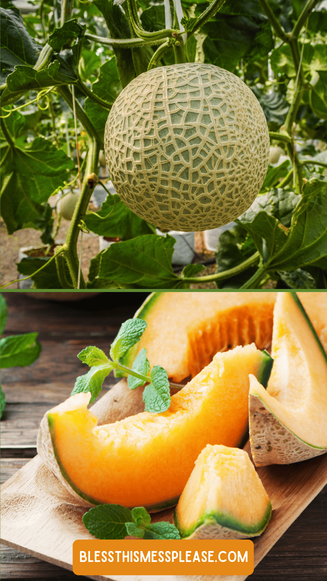A whole cantaloupe melon grows on the vine above, while fresh slices of ripe cantaloupe garnished with mint rest on a wooden board below. Find tips on how to preserve cantaloupe at blessthismessplease.com.