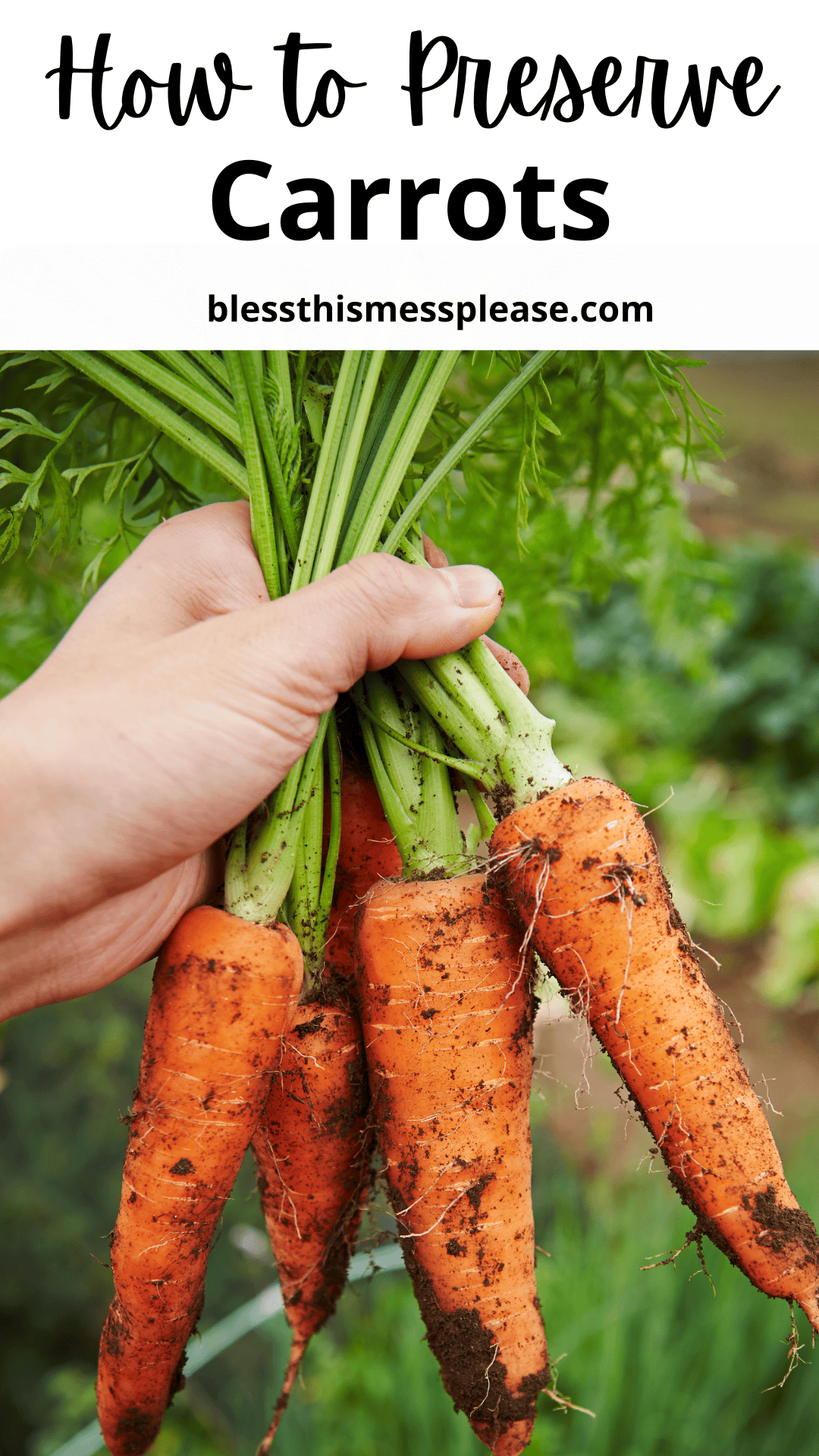 A hand holding a bunch of freshly harvested carrots with dirt on them. Text at the top reads, How to Preserve Carrots, with blessthismessplease.com underneath.