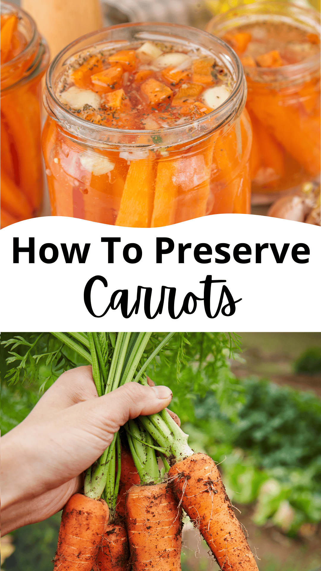 Top: Jars filled with pickled carrots and spices. Bottom: A hand holding freshly harvested carrots with green tops, set against a garden background. Text reads, How To Preserve Carrots.