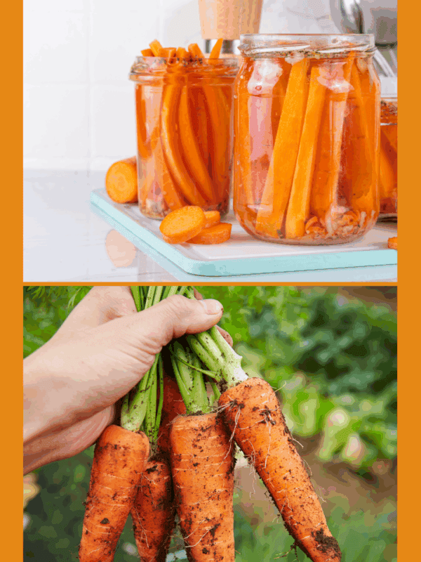 A hand holds freshly picked, dirt-covered carrots; above, glass jars filled with pickled carrot sticks show how to preserve carrots on a kitchen counter. Text at the bottom reads blessthismessplease.com.