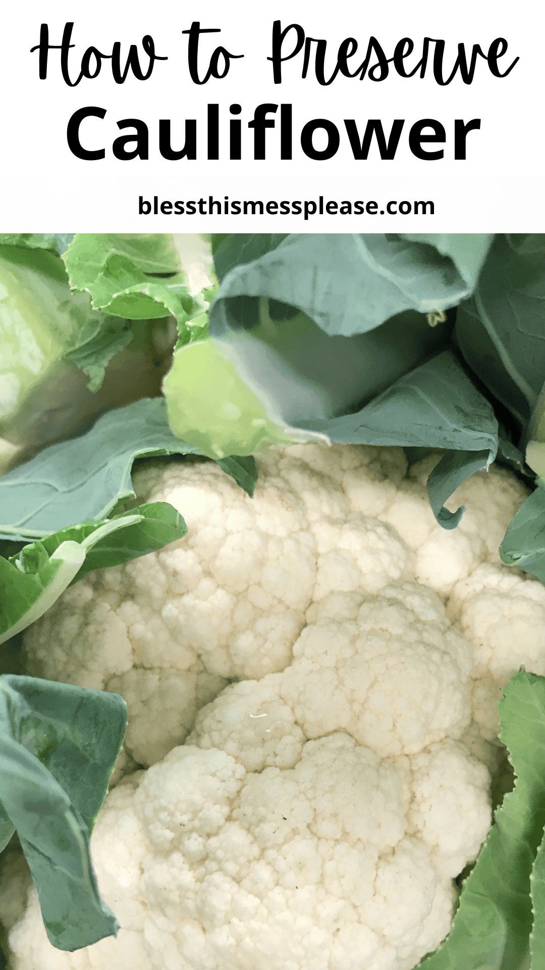 Close-up of a fresh head of cauliflower surrounded by green leaves, with the text how to preserve cauliflower and blessthismessplease.com at the top. Perfect visual for learning how to preserve cauliflower at home.