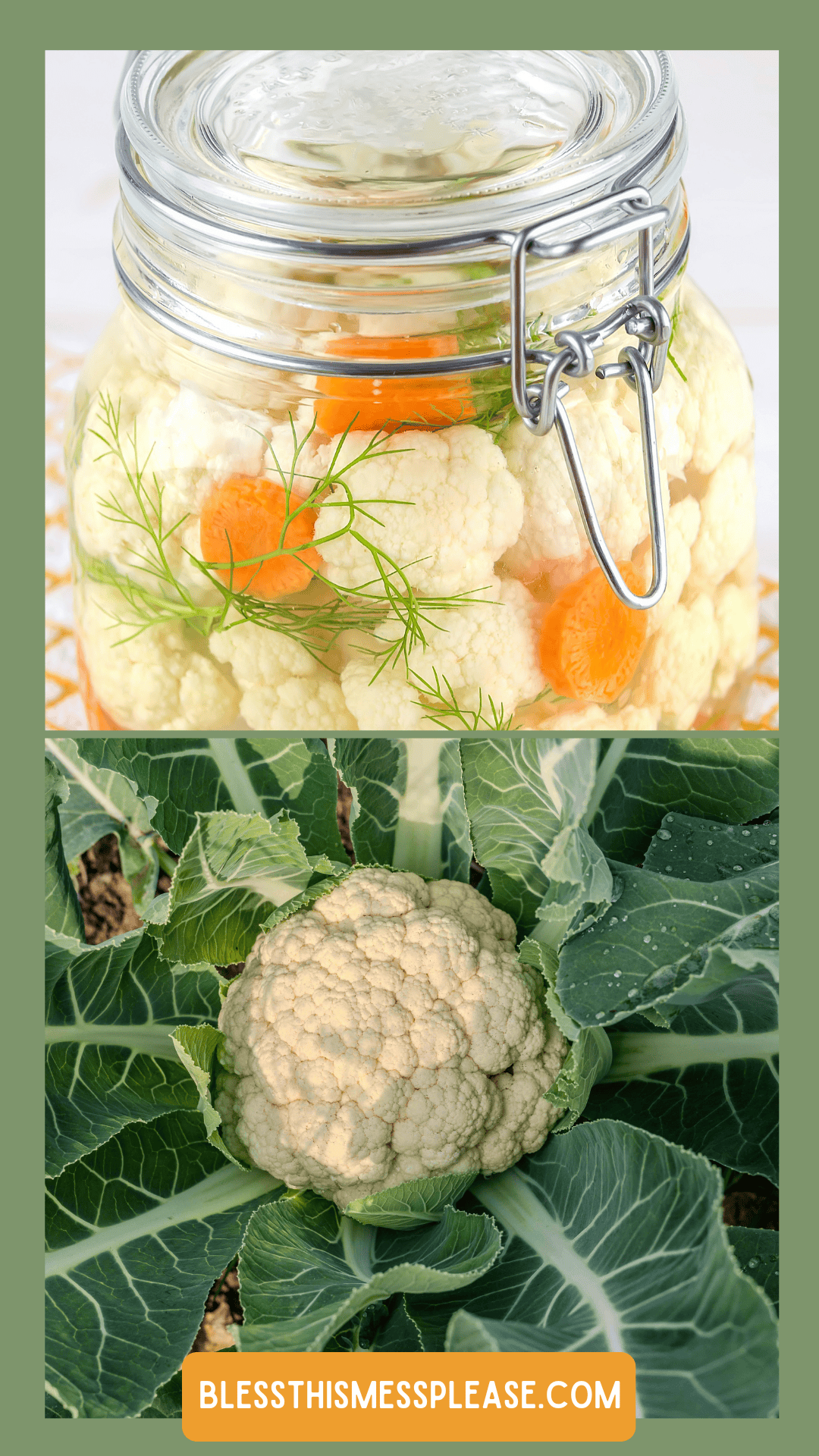 A glass jar of pickled cauliflower with carrots and herbs on top sits above a fresh cauliflower nestled in green leaves. Learn how to preserve cauliflower at blessthismessplease.com, featured at the bottom.