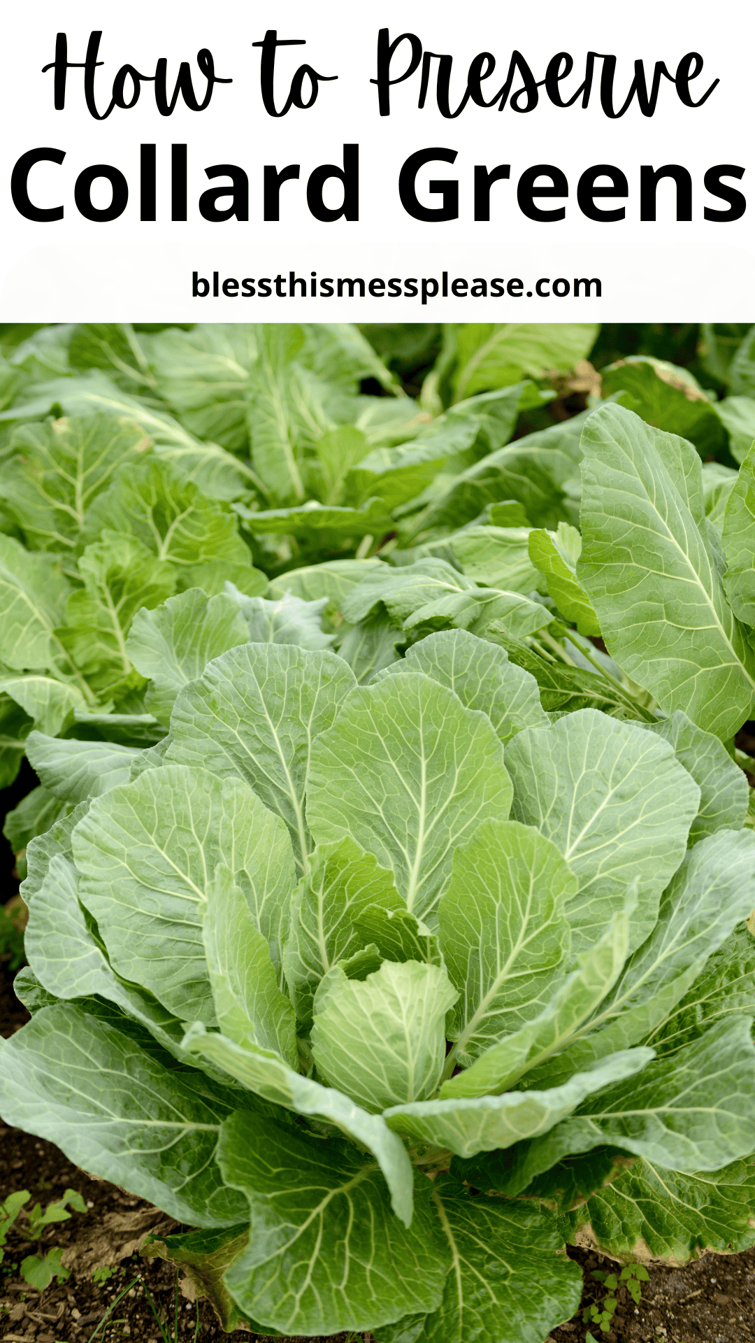 Large, healthy collard greens thrive in a garden bed. Overlaid text reads “How to Preserve Collard Greens” with the website “blessthismessplease.com,” making it easy to learn how to preserve collard greens straight from your garden.