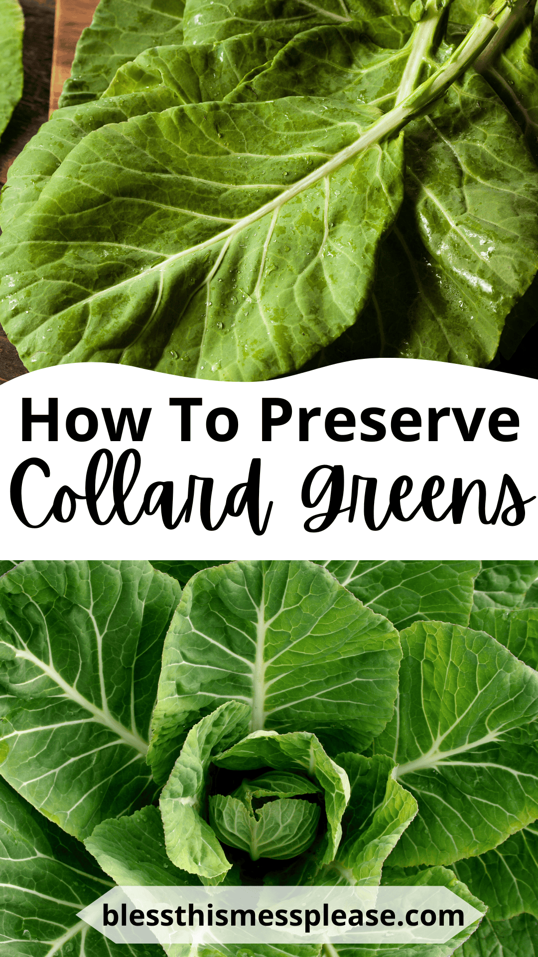 Two close-up photos of fresh collard greens, with text in the center that reads how to preserve collard greens and a website URL blessthismessplease.com at the bottom.