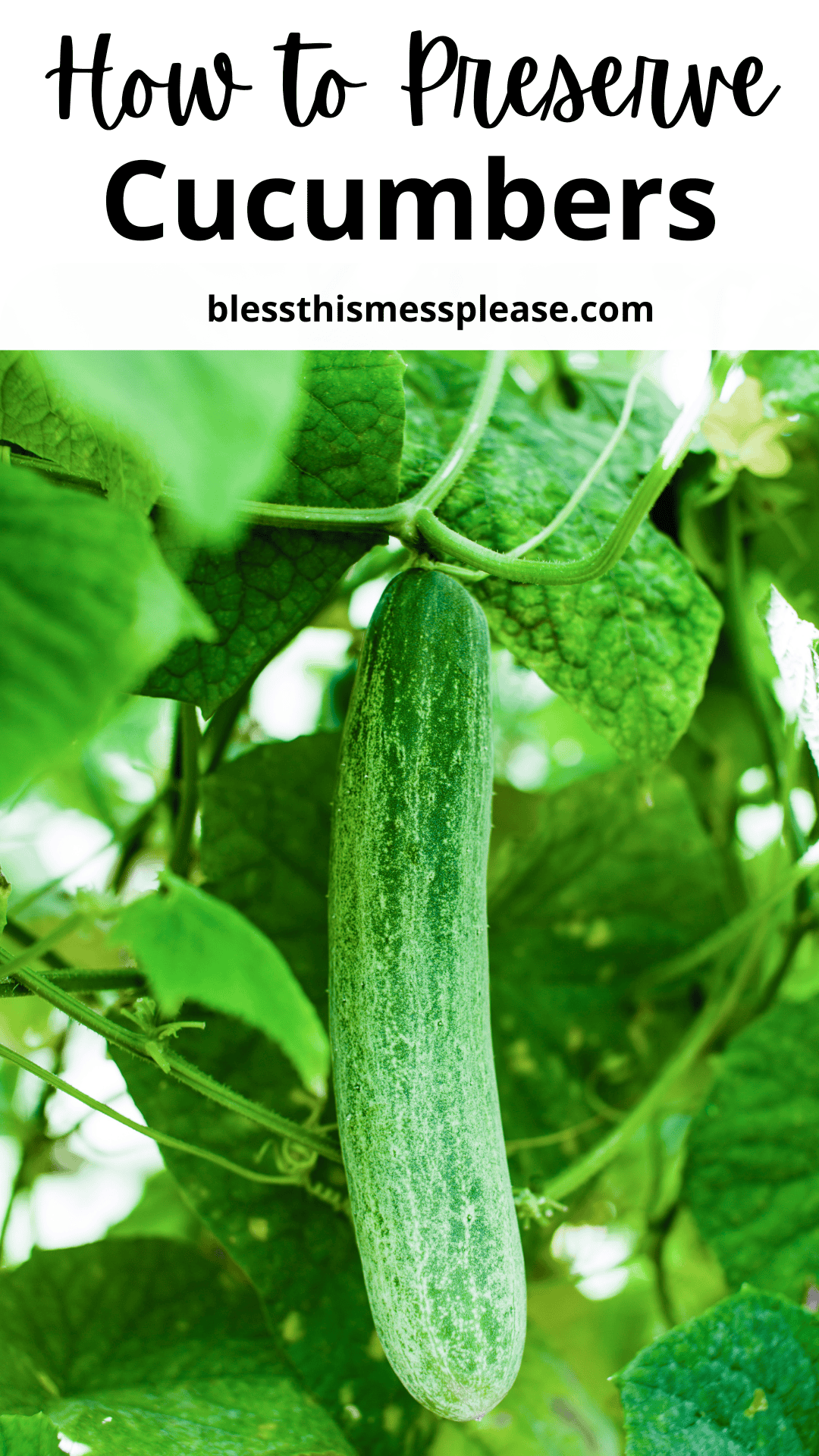 A ripe cucumber hangs from a green vine surrounded by leaves, with text above that reads How to Preserve Cucumbers and blessthismessplease.com—your guide on how to preserve cucumber at its freshest.