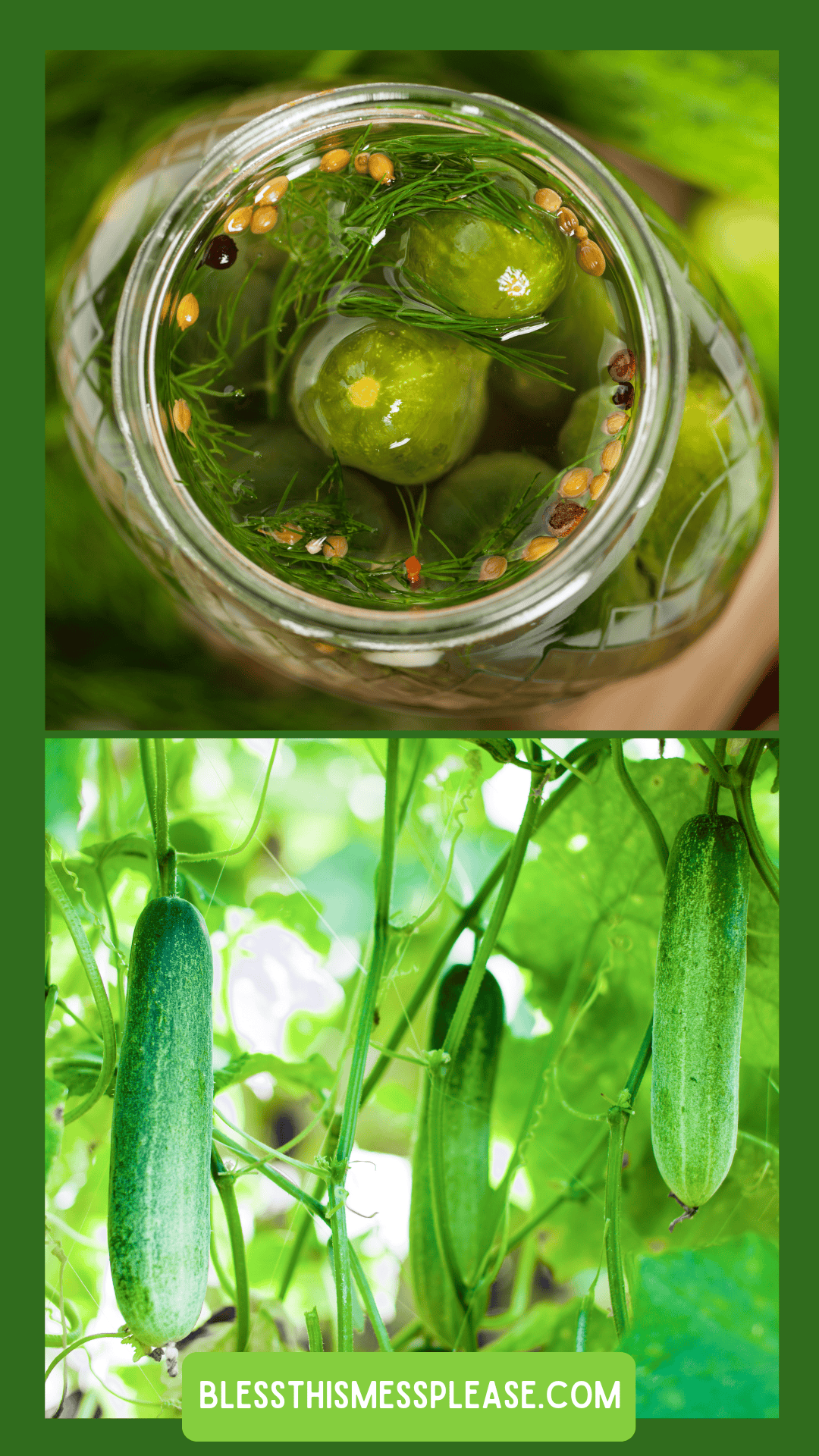 Top: A jar of pickles with herbs and spices floating in brine, showing how to preserve cucumber. Bottom: Fresh cucumbers growing on green vines. Text at the bottom reads BLESSTHISMESSPLEASE.COM.