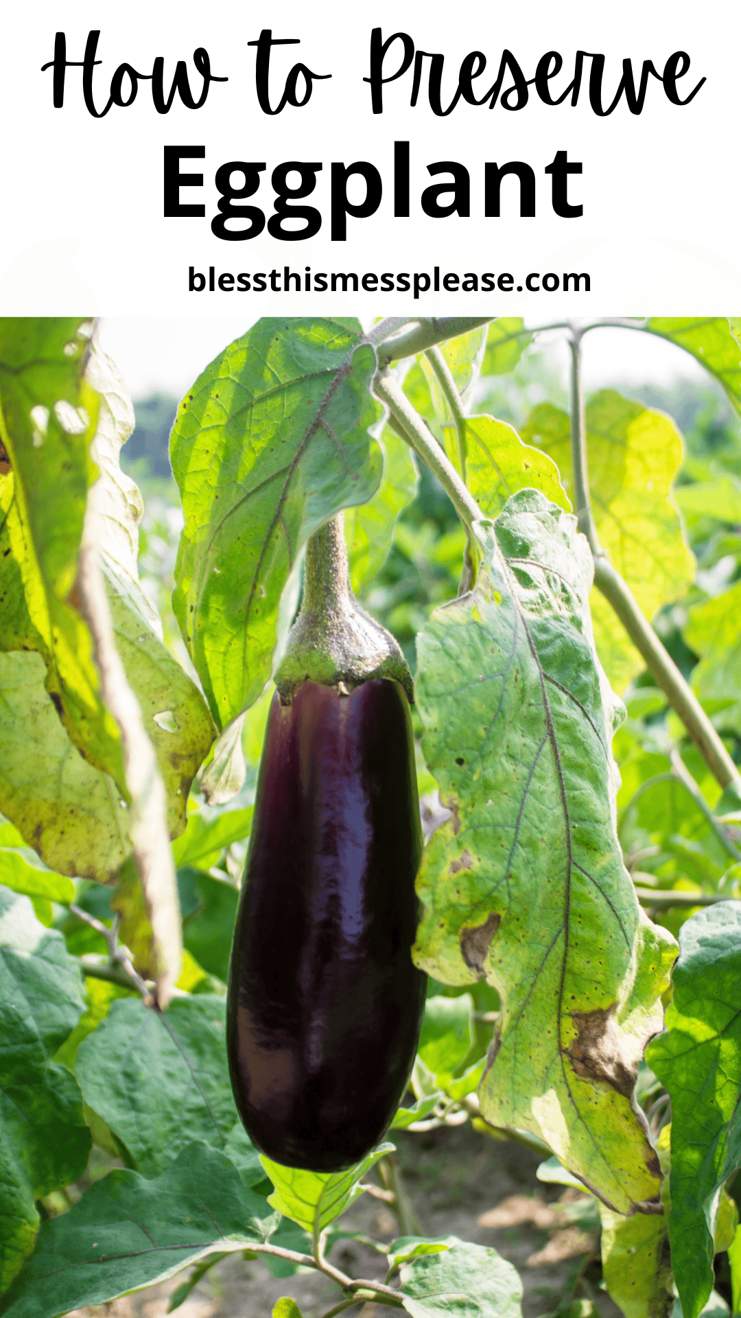 A ripe purple eggplant hangs from a plant in a sunlit garden. Text above reads, How to Preserve Eggplant—your guide to learning how to preserve eggplant at blessthismessplease.com.
