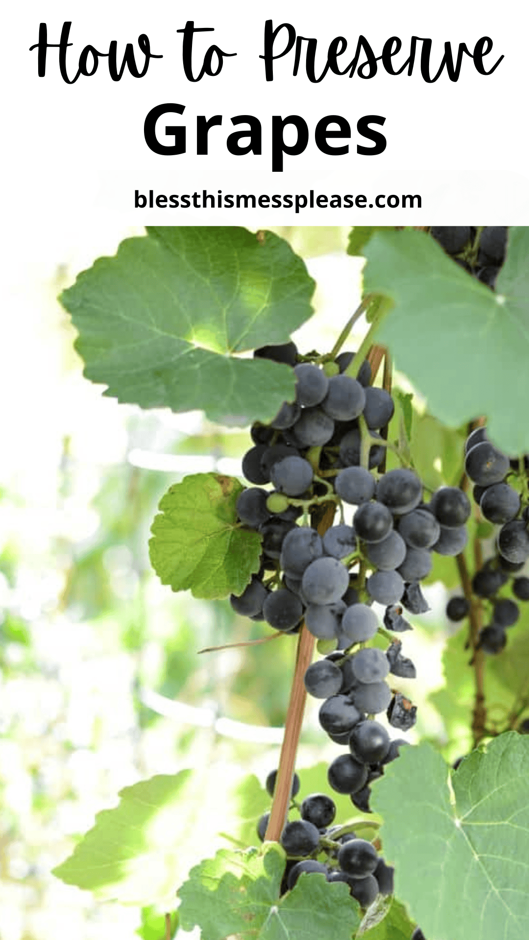 A bunch of dark purple grapes hangs from a vine with green leaves in sunlight. Text above reads: How to Preserve Grapes—learn the best tips for how to preserve grapes at blessthismessplease.com.