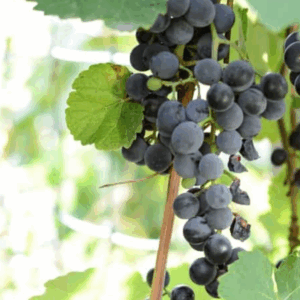 A close-up of ripe purple grapes growing in clusters on a vine with large green leaves in sunlight, perfect for learning how to preserve grapes at their freshest.