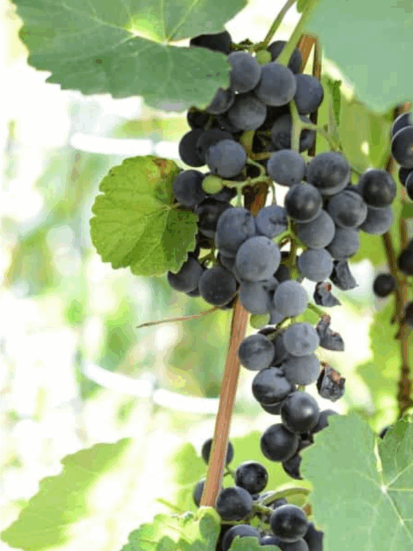 A close-up of ripe purple grapes growing in clusters on a vine with large green leaves in sunlight, perfect for learning how to preserve grapes at their freshest.