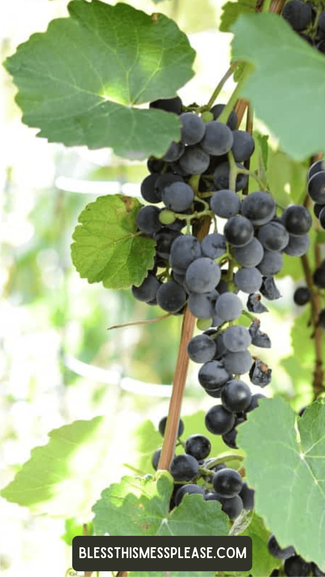 A close-up of ripe purple grapes growing in clusters on a vine with large green leaves in sunlight, perfect for learning how to preserve grapes at their freshest.