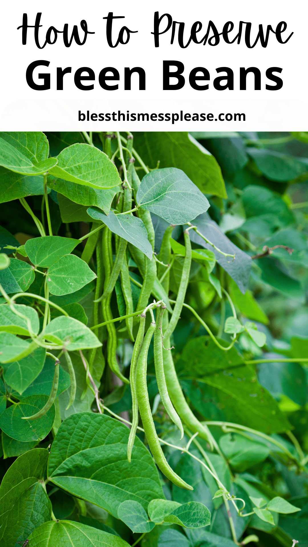 Green beans growing on a leafy plant, with text at the top reading “How to Preserve Green Beans” to guide you on how to preserve green beans, plus the website “blessthismessplease.com.”.