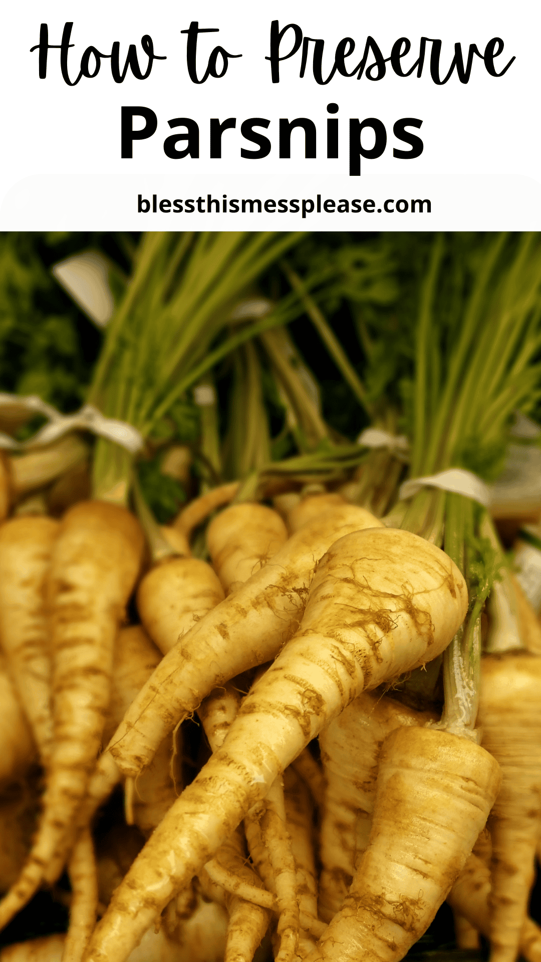 A bunch of freshly harvested parsnips with green tops, bundled together. The image includes the text How to Preserve Parsnips and the website blessthismessplease.com at the top.