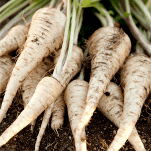 Freshly harvested parsnips with dirt still on them, lying on soil with green tops attached. Text at the bottom reads “BLESSTHISMESSPLEASE.COM" for a guide on how to preserve parsnips.