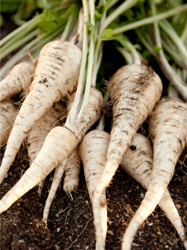 Freshly harvested parsnips with dirt still on them, lying on soil with green tops attached. Text at the bottom reads “BLESSTHISMESSPLEASE.COM" for a guide on how to preserve parsnips.