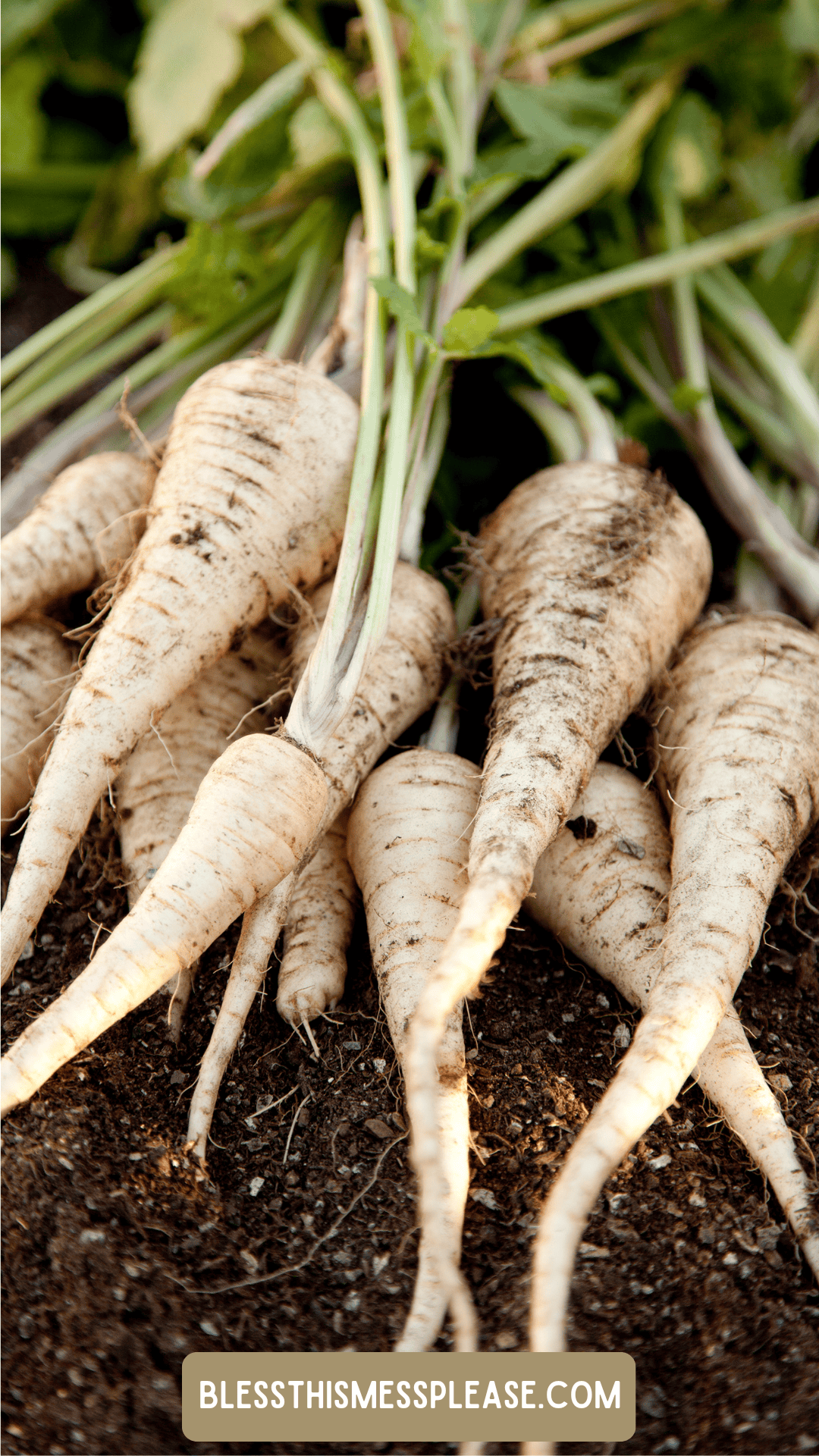 Freshly harvested parsnips with dirt still on them, lying on soil with green tops attached. Text at the bottom reads “BLESSTHISMESSPLEASE.COM" for a guide on how to preserve parsnips.