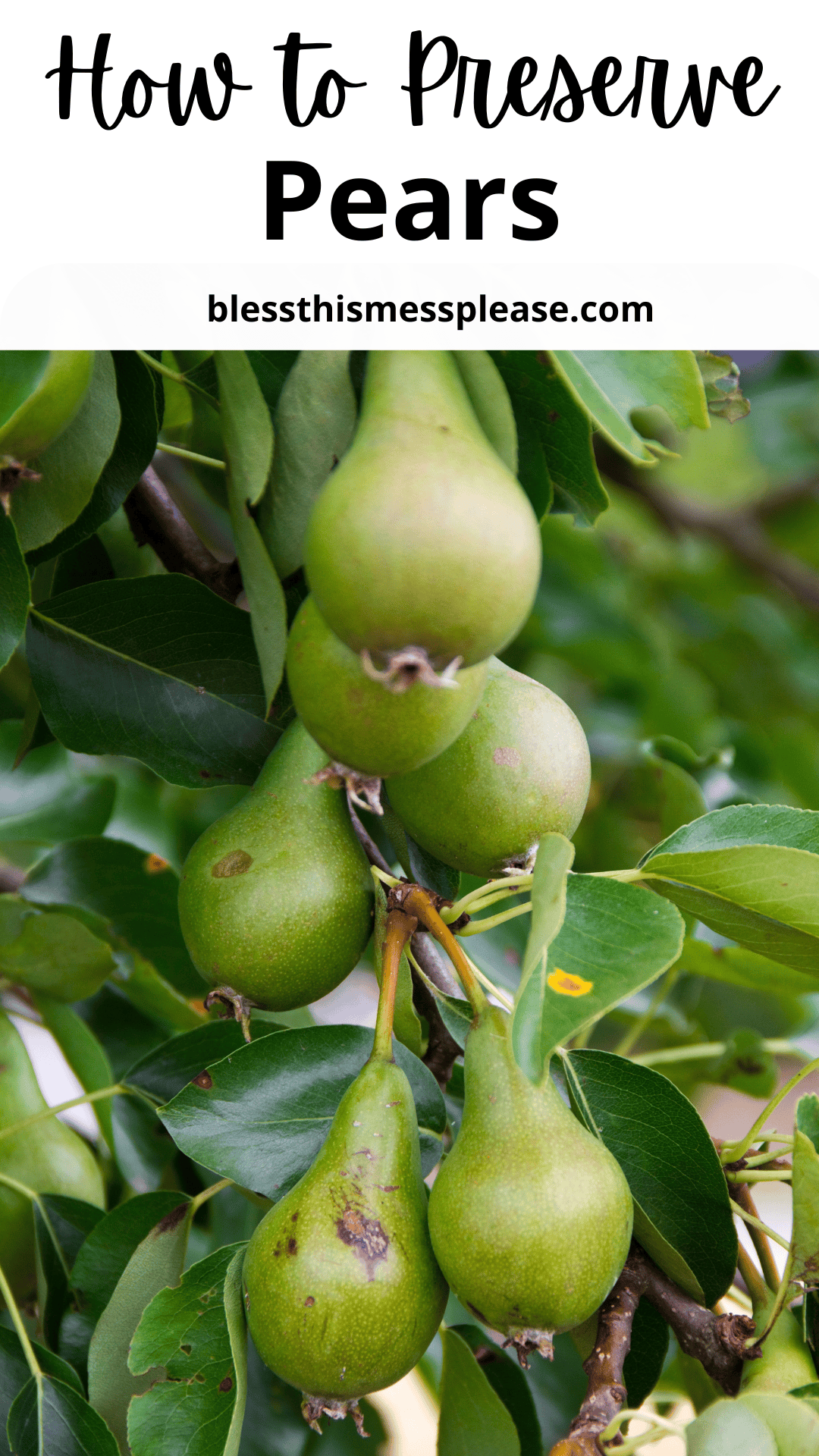 A cluster of green pears growing on a tree branch with leaves, accompanied by text reading How to Preserve Pears and a website link blessthismessplease.com at the top.