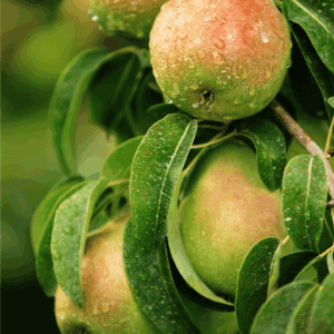 Close-up of ripe pears hanging from a tree branch with green leaves, covered in water droplets. The background is softly blurred. Text at the bottom reads BLESSTHISMESSPLEASE.COM for a guide on how to preserve pears.