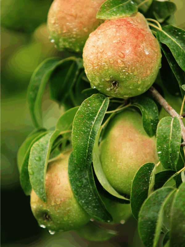 Close-up of ripe pears hanging from a tree branch with green leaves, covered in water droplets. The background is softly blurred. Text at the bottom reads BLESSTHISMESSPLEASE.COM for a guide on how to preserve pears.