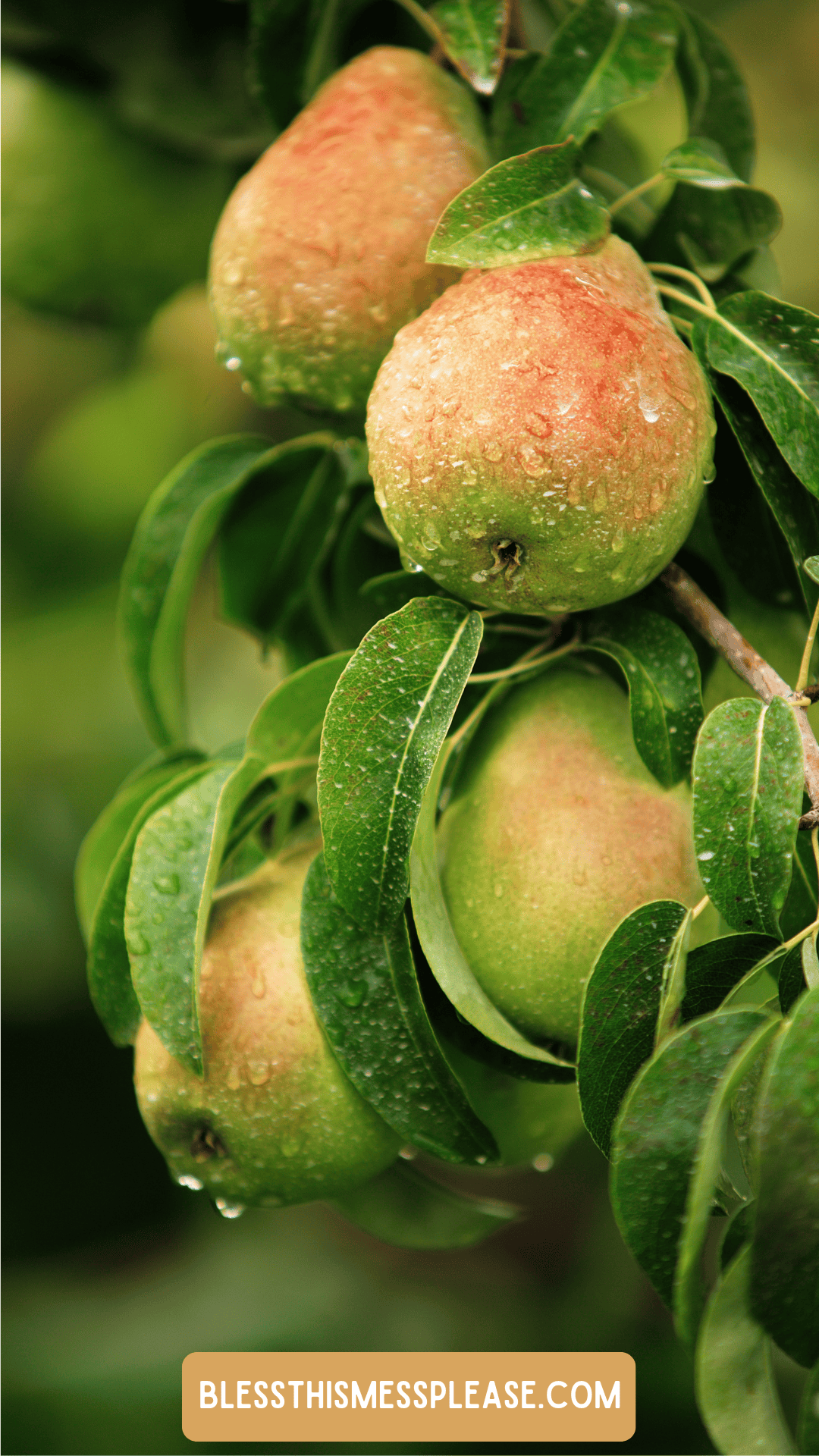 Close-up of ripe pears hanging from a tree branch with green leaves, covered in water droplets. The background is softly blurred. Text at the bottom reads BLESSTHISMESSPLEASE.COM for a guide on how to preserve pears.