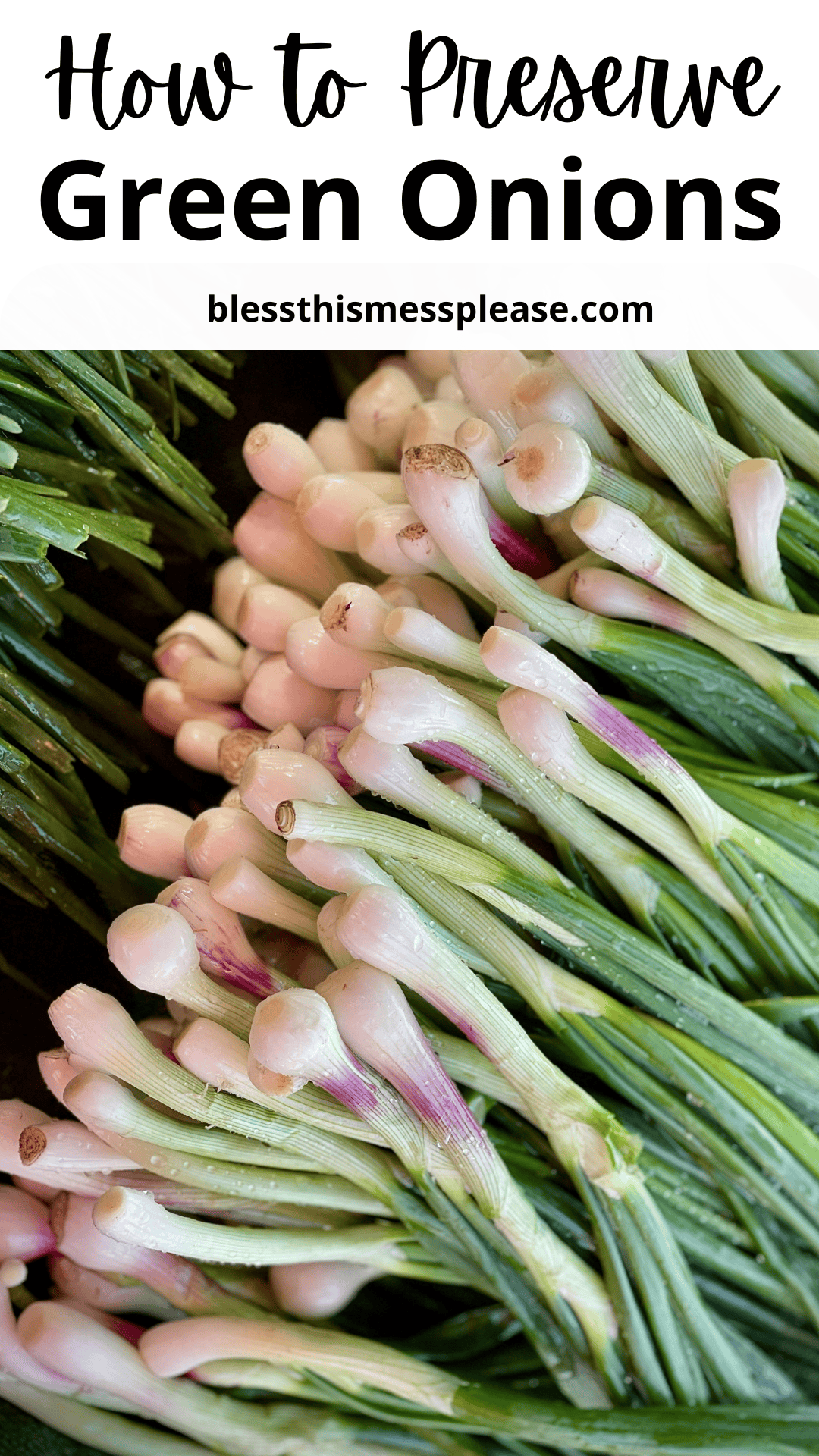 A large bunch of fresh green onions with white bulbs and green stalks, stacked closely together. Text above reads: How To Preserve Green Onions and includes the website blessthismessplease.com.