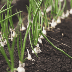 Young green onion plants growing in neat rows in rich, dark soil. A green label with blessthismessplease.com appears in the foreground. Discover tips on How To Preserve Green Onions as the background fades softly out of focus.