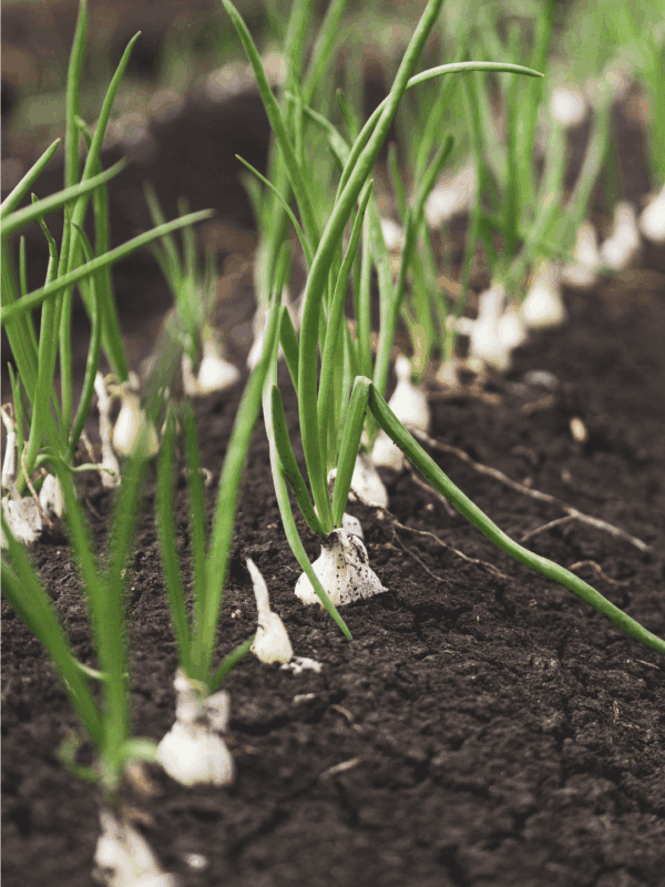 Young green onion plants growing in neat rows in rich, dark soil. A green label with blessthismessplease.com appears in the foreground. Discover tips on How To Preserve Green Onions as the background fades softly out of focus.