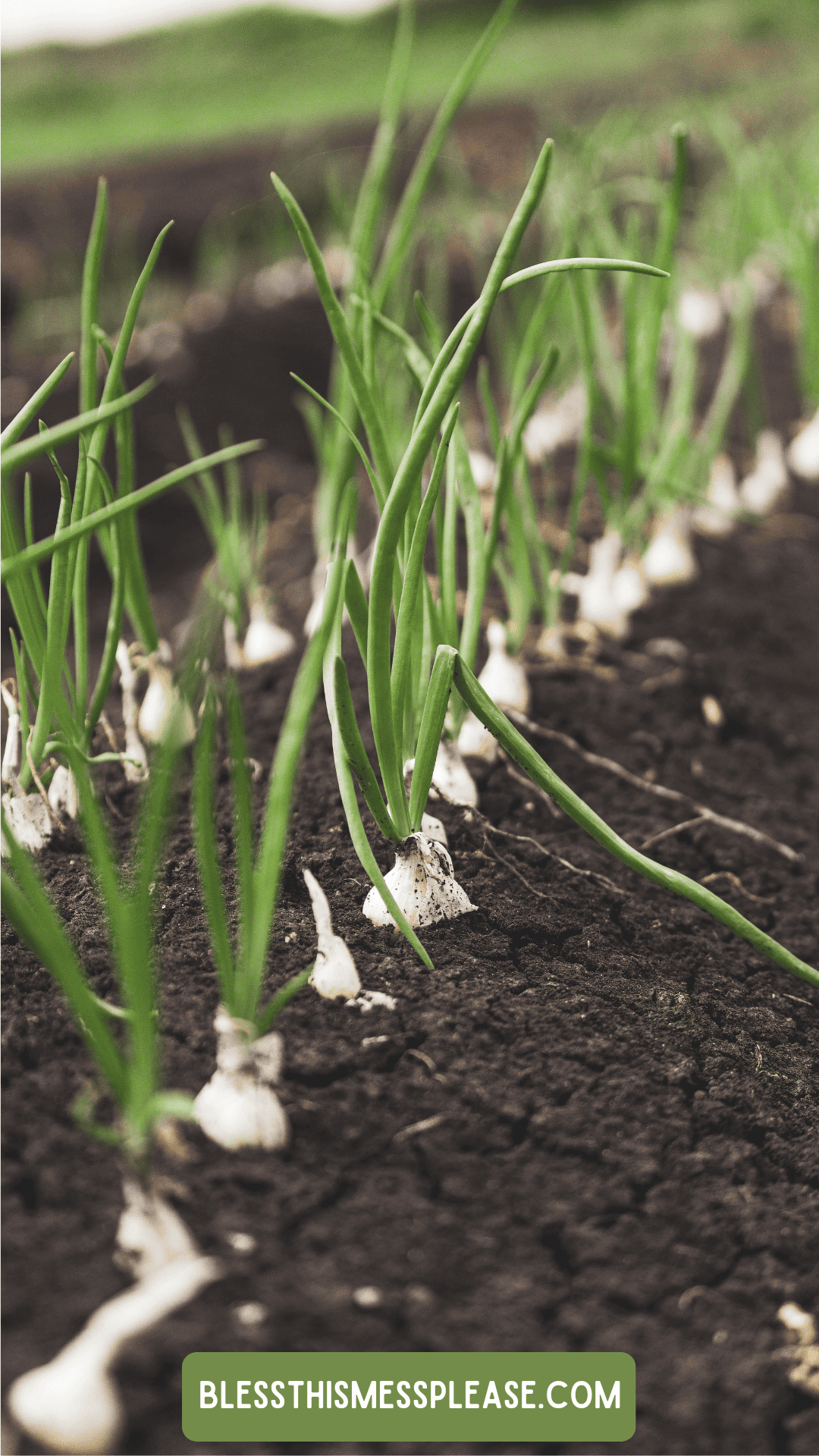Young green onion plants growing in neat rows in rich, dark soil. A green label with blessthismessplease.com appears in the foreground. Discover tips on How To Preserve Green Onions as the background fades softly out of focus.