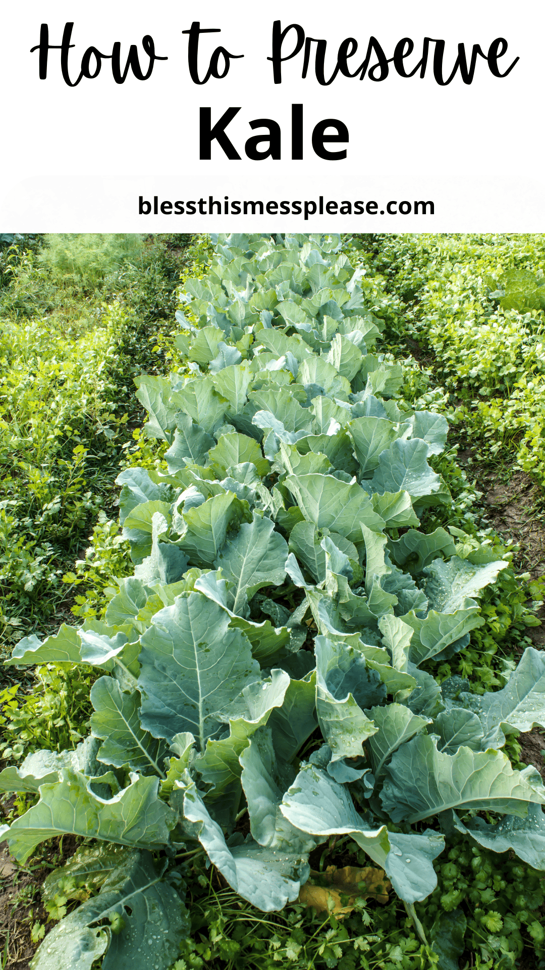 A garden row of mature kale plants grows in lush green soil, with text above reading How to Preserve Kale and blessthismessplease.com on a white background, showing an easy guide for how to preserve kale at home.