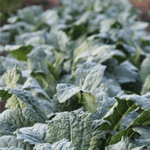 Rows of lush, green leafy kale plants growing in a garden bed, with a blurred background and a label at the bottom reading blessthismessplease.com—perfect for anyone interested in gardening tips or learning how to preserve kale.