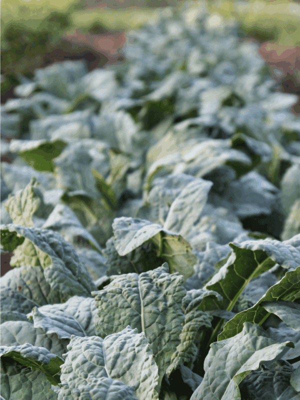 Rows of lush, green leafy kale plants growing in a garden bed, with a blurred background and a label at the bottom reading blessthismessplease.com—perfect for anyone interested in gardening tips or learning how to preserve kale.
